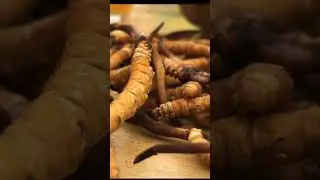 विश्वकै महँगो जडिबुटी यार्सागुम्बा #yarsagumba #यार्सागुम्बा #shorts