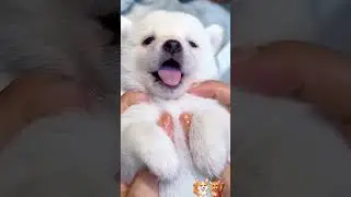 The Weekly Pawcast n&deg;31
