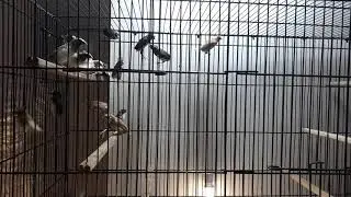 Society Finches 2020|Benglies Finches||Crusted Benglies Finches Fresh Breed | by | | Dayan Aviary |