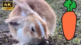 RABBIT ANGEL SQUIRMING IN THE GARDEN . The comedy of rabbits in the forest