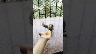 Feeding a baby squirrel #squirrel #babysquirrel #corn #morningroutine #shorts