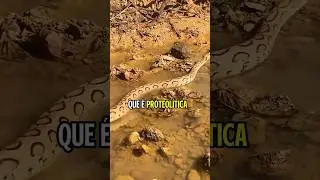 Daboia Russelli uma das cobras mais perigosas da &iacute;ndia #podcast #shorts @biologohenriqueoficial