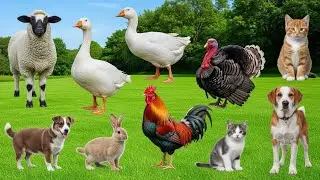 Farm Animal Sounds Compilation: Sheep, Cow, Goat, Pig, Duck, Chicken, Dog