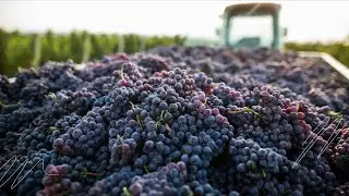 How US Farmers Produce and Harvest 5.9 Million Tons of Grapes - Grape Processing Factory