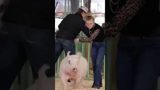 Karis 1st impressions in hog showmanship #showpigs #pig #pigs
