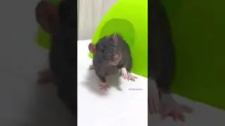 Pet Rat Duke - Young and Funny Rat 🐭🥰 #petrat #cuterat