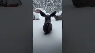 Deer in backyard with 4 feet of new snow #short