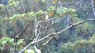 kiskadee calling.mov