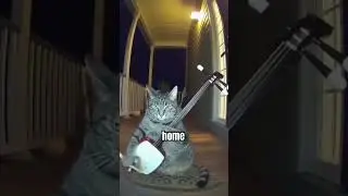 Funny cat #funny #fun #cat #cute #instrumental #ai #vrial