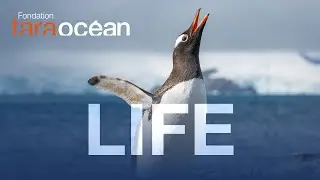 Manifesto for Life - Tara Ocean Foundation