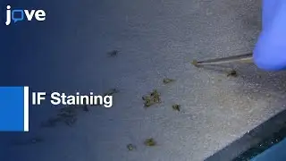 Mushroom Body and Photoreceptor Neurons Dissection and IF Staining | Protocol Preview