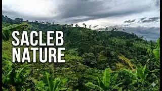 1 Hora de Naturaleza Pura en Colombia  Sonidos del Campo para Dormir y Relajarse
