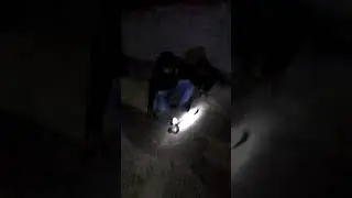 Rampar Live Snake Rescue