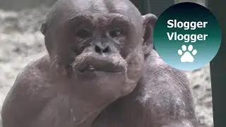 Jambo The Hairless Chimp Is Eating A Swede