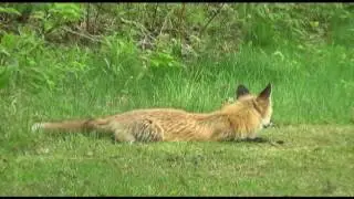 NCOutdoors Presents: A Maine Red Fox and her Kits (some day and night shots)