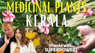 Exploring Munnar's Ayurvedic Spice Garden | Secrets of Ayurveda & Medicinal plants in Kerala