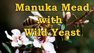 Manuka Mead with Wild Yeast