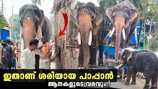 നല്ലൊരു പാപ്പാൻ.👌🏻കണ്ടു പഠിക്കണം ഇതൊക്കെ.. Kollengode 🙏🏻 മണിയേട്ടന്റെ വരവും🫣🔥