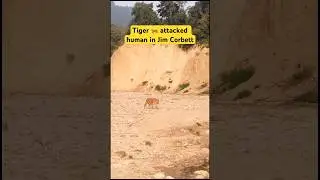 Tiger 🐅 attacked human in Jim Corbett #jimcorbett #forest  #uttrakhand #tiger #yshorts #wildlife