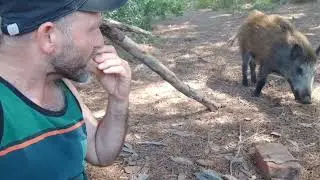 EL PORC SENGLAR