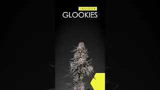 INDOOR GLOOKIES 🍀