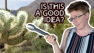 Harvesting and Trying Cholla Cactus for the First Time!