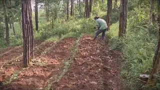 Smart Method: How to Fertilize Pepper Seedlings _FarmersLife _Shorts