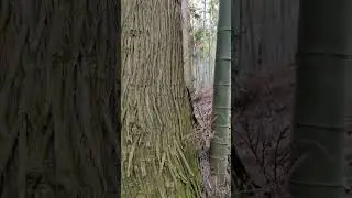 The Timeless Bond: Bamboo Grows Alongside Ancient Pine Tree | Nature's Perfect Harmony