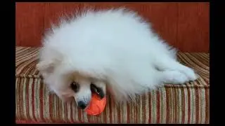 snowby relaxing.