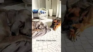 He&rsquo;s worth it🥰#питомцы#canecorso#italianmastiff#dogs#shorts #worthit#germanshepherd#немецкаяовчарка