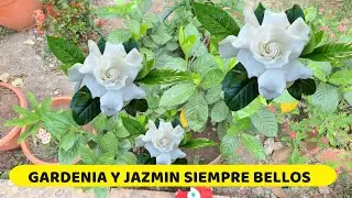 CUIDADOS QUE DEBES DE DAR A TU JAZMIN O GARDENIA PARA QUE SIEMPRE ESTE BELLA Y LLENA DE FLORES