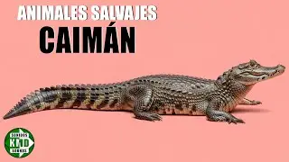 SONIDO real de CAIMAN 🐊🔊 Increibles SONIDOS DE ANIMALES SALVAJES