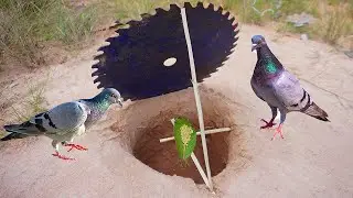 The First Creative Pigeon Bird Trap Using Electric Cutter With Wood - #Camping - #outdoors