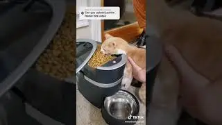 Crackhead Cat (Tik tok)
