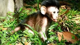 Oh ho looks so cute newly baby Dax learn walking | Baby monkey Dax and mom Daisy