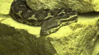 Gifttierhaus e.V. Eimsheim - Atlasotter ( Daboia mauritanica )