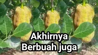 Sawah subur