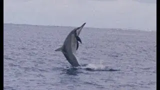 Facts: The Spinner Dolphin