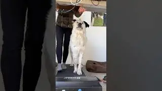 Pfoten-Power auf dem Laufband! 🐶💨