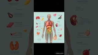 Surprising facts about human body #facts #shorts