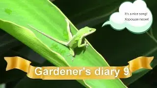 USA:Gardener's diary 9 / США: Дневник садовника 9