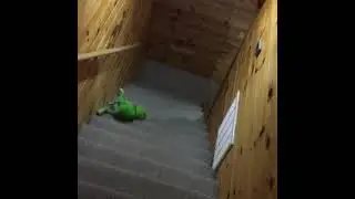 Kermit the frog plays pool 🎱