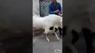 Aayat Arif || Chalo Chalo Mandi Chalo || New Bakra Eid Nasheed 2021| Bakra Eid Special | Heera Gold