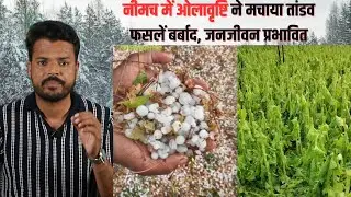 नीमच जिले में तबाही,ओलावृष्टि से किसानों की कमर टूटी | Team tsp 