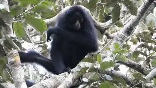 Black Spider Monkey behavior in the wild - Cunhata&iacute;por&atilde; Lodge - MT, Brazil oct23