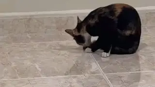 الاميرة المتواضعة سندس سنادس 🐈