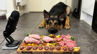 German Shepherd Eating His Biologically Appropriate Raw Feast.🥩🐗🦆🦃🐑🥦🍎🍌