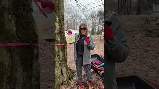 Tapping a maple tree - old school and inexpensive.
