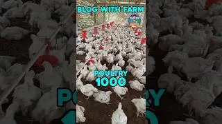 1000 panla ma kitna jaga lagega #poultryfarming #broilerfarming #blogwithfarm