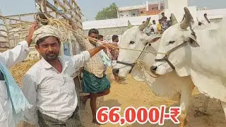 దేవరకద్ర సంతలో తక్కువ రేటు చెబుతున్న సేద్యపు ఎద్దులు | cheapest Bulls in Devarakadra market